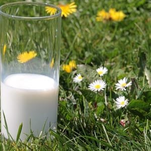 LAIT cru entier de vache - 3 litres - en seau -